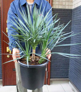 yiEznInAł܂I@bJEACtHA@9@GB