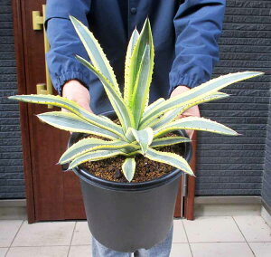 bNK[fEhCK[fɂ߁yiEzAKxE}[tB[EoGK[^@}[tB[@8@3SԁyϗtAEAE󏭁EAErU[vcE