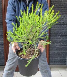 yiEzoNVAEGVtHA@i= q[XoNVAj@[Banksia ericifolia]@8@Q87ԁ@I[W[vc@lCeBuvc