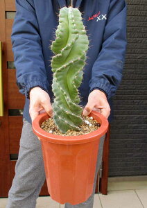 �y���i�E�����z�T�{�e���E�Z���E�X�E�y���r�A�i�X�E�X�s�����X �@�X�p�C�����T�{�e���@7���@��5��