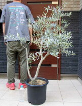 楽天市場】オリーブ 古木の通販