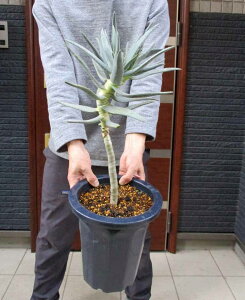 yiEzyzAG@VV}(VbV}@bVV)AGEVV}@VbV}iʖFсj 8B4