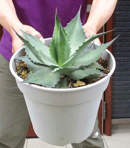 yiEzAKxEIoeBzAiIoeBtHAj8 9A