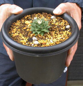 ��NEW!�����ɐB���y���i�E�����z�y�T�{�e���z�T�{�e���E�e�C�J���@�銥�@Obregonia denegrii�@5���@R53��