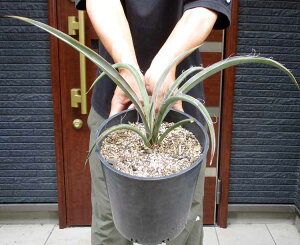 yiEzyzbJEobJ^@7@A3ԁyϗtAzYucca baccata@bNK[f@hCK[f