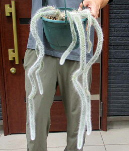 ���c�����T�{�e���y���i�E�����z�L�̐K���@�q���f�E�B���e���E�J���f���m�j�X�i�q���T�{�e���j�q���f�E�B���f���@�l�R�̂����ہ@�R�T�{�e���@7�����@H����