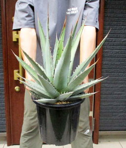 yiEzAKxEp[v\@Agave ghiesbreghtii epurpusorumf@8@B8ԁyϗtAEAE󏭁EAErU[vcEvňĂ₷E^z