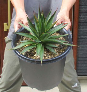 yiEzAKxEu[OEiu[O[jIJq[×Aei[^̌z@8@G