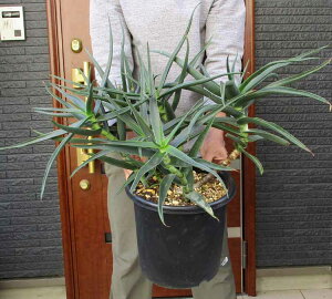 大株になるとマイナス5度程度まで耐えうる【現品・現物】アロエ・ストリアツラ Aloe striatula 耐寒性の高いアロエ 8号 P7番 ロックガーデン ドライガーデン アガベ ユッカと相性抜