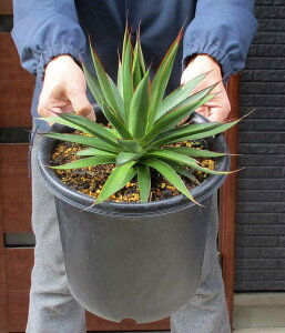 yiEzAKxEu[OEiu[O[jIJq[×Aei[^̌z@8@S6