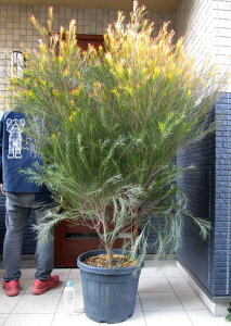 yiEz劔@AJVAEto_tFjbNXS[h@AJVA̖؁@@AAJVAEtFjbNXS[h@s 15@C