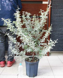 ^ɂēwł܂yiEzOrAEEBVB[ibNEOrAjG. willisii@8@e6ԁ@OrAEEBVB[@@OBAEEBVB[