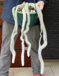 �����T�{�e���y���i�E�����z�L�̐K���@�q���f�E�B���e���E�J���f���m�j�X�i�q���T�{�e���j�q���f�E�B���f���@�l�R�̂����ہ@�R�T�{�e���@7���ݔ��@DK��