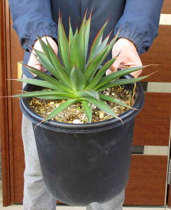 yiEzAKxEu[OEiu[O[jIJq[×Aei[^̌z@8@C