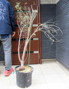 yzZiEfBIiX@Senna meridionalis@򍪐A@10@D