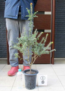 yiEzOrAEt@C[[NX@OrAEt@C[[NX@6@12ԁ@I[W[vcW