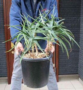 劔ɂȂƃ}CiX5xx܂őςyiEzAGEXgAc@Aloe striatula@ϊ̍AG@9@T2ԁ@bNK[f@hCK[f@AKx@bJƑ