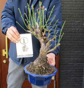 Be1210@Ԕ~ EʉO@712ԁyiEz ~~́@~@~̖؁@~́@~̕c@OAy؁E뉀EaɂmɂEK[fz