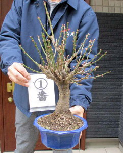 �B�e��12��10���@�Ԕ~ �E�ʉ��O�@7��1��2�ԁy���i�E�����z �~�~�́@�~�@�~�̖؁@�~�́@�~�̕c�@���O�A���y��؁E���뉀�E�a���ɂ��m���ɂ��E�K�[�f���z