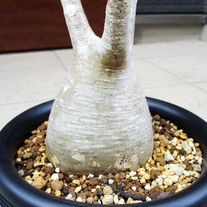楽天市場】【現品・現物】完全発根確認済み パキポディウム  