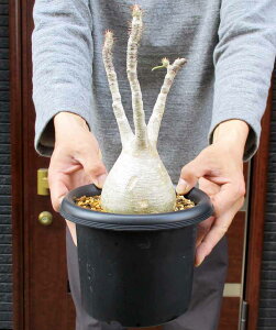 yiEzSmFς݁@pL|fBEEOLX@5@E