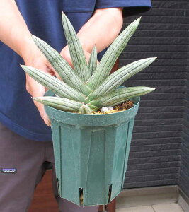 ���y���i�E�����z�T���X�x���A�E�A�C�X�}���@�T���X�x���A Ice Man�@�T���Z�x���A�E�A�C�X�}���@5���@2R�ԁ@Sansevieria 'Cleopatra'