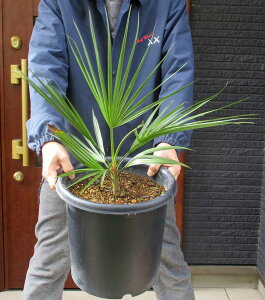 yiEzuwAEX[p[Vo[@9@Mԁ@V̖؁@q̖