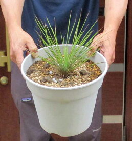 【現品・現物】ユッカ・リネアリフォリア - yucca linearifolia　8号　K番　別名　ユッカリネアリス　ユッカリニアリーフ