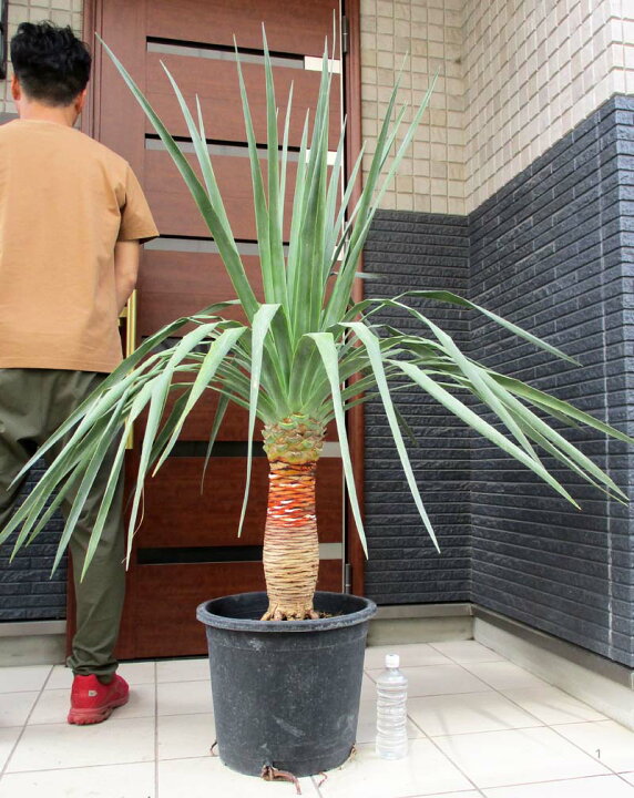楽天市場】日時指定できません 超大株 幹が極太【現品・現物】ドラセナ 