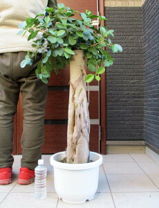 観葉植物 パンダガジュマルの人気商品 通販 価格比較 価格 Com
