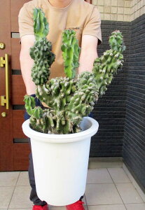 1_́yzyiEzZEX EΎq(񂹂)@T{e@^@ϗtA@9gs6