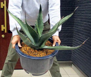 観葉植物 アガベ 13号の人気商品 通販 価格比較 価格 Com