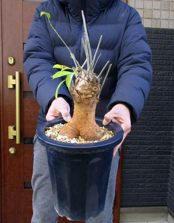 楽天市場】【現品・現物】【盆栽】発根済 大株 バオバブの木 バオバブ 