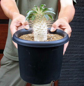 ★【現品・現物】パキポディウム・光堂　別名：パキポディウム ナマクアナム（Pachypodium namaquanum）　6号　C3番