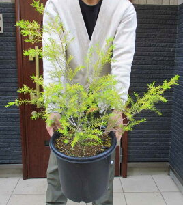 yiEzEJ@ eB[c[ c y{[VS[hz 9@6Cԁ@ʖFeB[c[@  Ύ̔yϗtAzyAzyOz