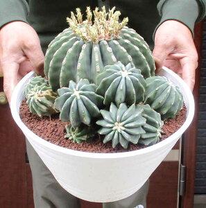 yiEzQ@hiƂȂIIJEj̓ˑRψَ@9@2B