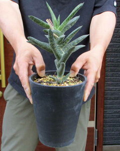 A@ϗtAyiEzGasteria rawlinsonii@KXeAEE\j[@5@G1