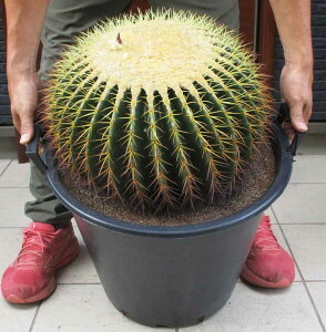 yiEzyiΏۊOn悠jz^@T{eELV`@@(́AEchinocactus grusonii )@15@B6