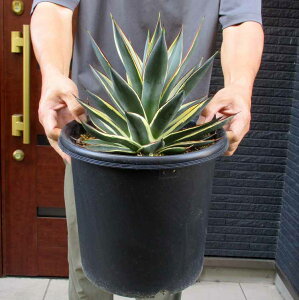 yiEzAKxEXm[O[@Agave hyb.'Snow Grow'@Agave eBlue Glowf f. variegata eSnow Glowf @8@KP
