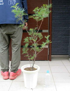 ^ɂēwł܂yiEz󏭕i@OrAEs[`AhN[@OrAEs[`AhN[@OBAEs[`YAhN[@OrAEs