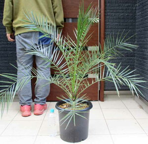 yiEzJi[V@JiV@q̖؁@V̖؁@ʖFtFjbNX@9 @8