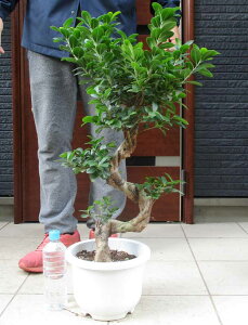 ēׁyzyiEz܂(KW})Ȃ@藴̗lȎdā@K̖؁@8TCY@K