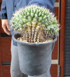 �y���i�z�T�{�e���E�M���m�J���L�E�� ���W���с@�ԉ��@������������ɂ����Ă����@5���@Y23��