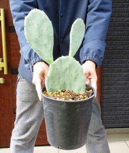 yzyiEzE`T{eEtBJX CfBJbOpuntia ficus-indhica@Iv`AEtBJX@CfBJ@7@Cԁ@bNK[f@hCK[f