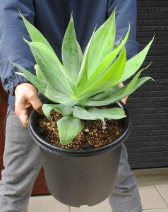 yiEzyAzAKxEAei[^EJY@XgCvYi jȂ̂@8@P5