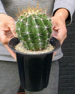 NEW!yiEzT{eFtFJN^X@ʋʁi傭@IETCMNj@Ferocactus schwarzii@5@TX