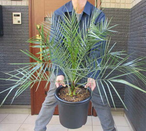 yiEzJi[V@JiV@q̖؁@V̖؁@ʖFtFjbNX@9 @F15