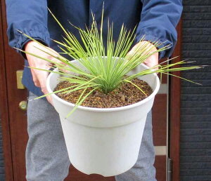 �y���i�E�����z���b�J�E���l�A���t�H���A - yucca linearifolia�@8���@Y23�ԁ@�ʖ��@���b�J���l�A���X�@���b�J���j�A���[�t