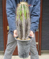 楽天市場】般若（種類（植物）サボテン）（観葉植物｜花・観葉植物 