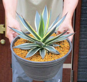 ���y���i�E�����z�A�K�x�E�X�m�[�O���[�@Agave hyb.'Snow Grow'�@Agave �eBlue Glow�f f. variegata �eSnow Glow�f �@8���@W3��